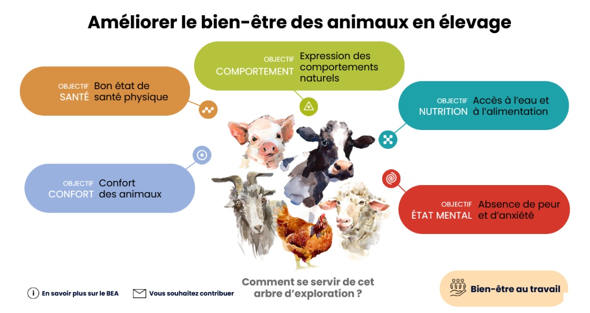 Sch&eacute;ma Am&eacute;liorer BEA en &eacute;levage.jpg