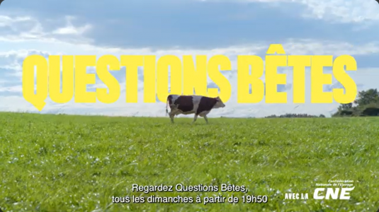 Questions bêtes