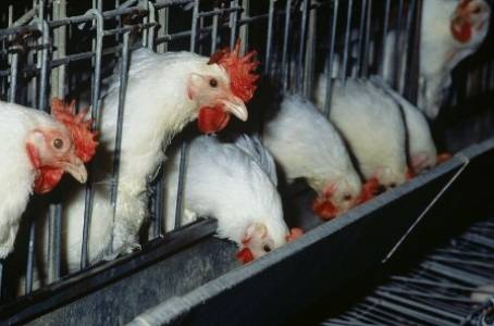 Poules en cage de contrôle individuel de ponte.