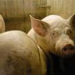 Porc