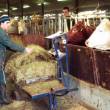 Distribution des rations de foin au domaine expérimental INRA de Laqueille en Auvergne.