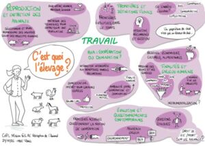 Dessin de synthèse - c'est quoi l'élevage.jpg Dessin de synthèse - c'est quoi l'élevage.jpg