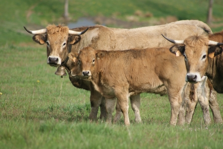 Efficience protéique et énergétique des filières animales