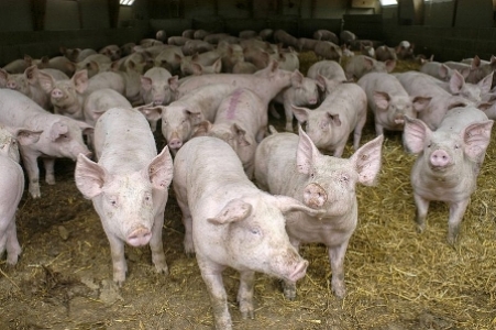 Axe B : Pilotage des Systèmes de Production Animale