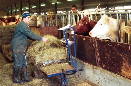 Distribution des rations de foin au domaine expérimental INRA de Laqueille en Auvergne.